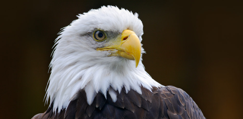 Why American Authors Don’t Need to Worry About GDPR